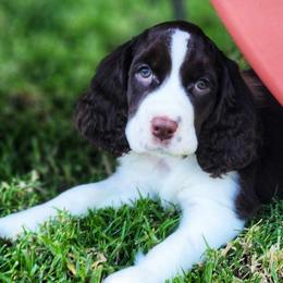 English Springer Spaniels from Cashmere ESS