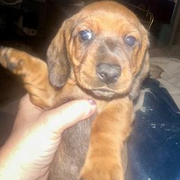 Dachshund Puppies from BZ’s Pupperoni Fractory