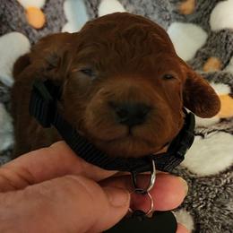 Black Collar Boy - Red  male Goldendoodle puppy in Los Molinos Ca, California from Sunshine Sanctuary Doodles