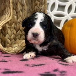 Girl 1 - Black and white female Bernedoodle puppy in Russiaville, Indiana from Pleasant Creek Minibernedoodles