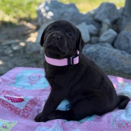 Delta - Chocolate female Dilute Retriever puppy in Baldwin City, Kansas from Hedge Lane Labradors