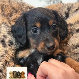 Cleo - Black and tan female Dachshund puppy in Durant, Oklahoma from Big Creek Mini Dachshund
