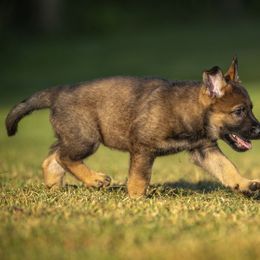 German Shepherd Puppies from Sommerfeld German Shepherds