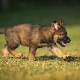 German Shepherd Puppies from Sommerfeld German Shepherds
