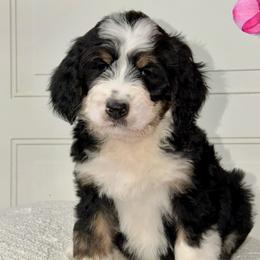 Moss - Tri-color male Bernedoodle puppy in Beecher, Illinois from Erica’s Doodles