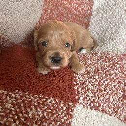 Cavapoo Puppies from Coles Cavapoo’s