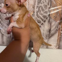 Boy - Fawn and white male Chihuahua puppy in Las Vegas, Nevada from Made in Heaven Yorkshire Terrier