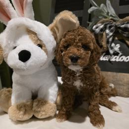 Bernedoodle, Goldendoodle, and Poodle Puppies from 4goldendoodles