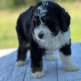Chloe - Tri-color female Bernedoodle puppy in Moulton, Iowa from Shondel Puppy Paws