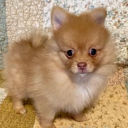 Remi - Orange sable female Pomeranian puppy in Bentonville, Arkansas from Hummingbird & Fox
