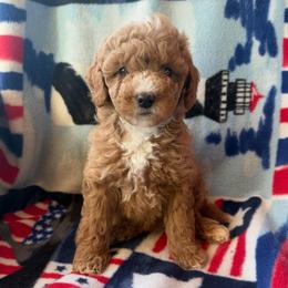 Milo - Apricot male Goldendoodle puppy in Mayville, Michigan from Guiding Light Doodles