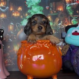 Trickster - Dapple male Dachshund puppy in Floresville, Texas from Muddy River Dachshunds