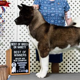 Liberty - Akita
