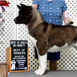 Liberty - Akita