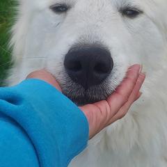 Niamh (Neev) - White and badger female Great Pyrenees puppy in Mikado, Michigan from Brittain Family Farm