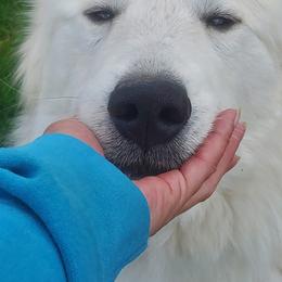 Niamh (Neev) - White and badger female Great Pyrenees puppy in Mikado, Michigan from Brittain Family Farm