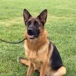 Aike - German Shepherd