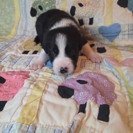 Hardy - Black and white male Border Collie puppy in Gaffney, South Carolina from On the Lamb
