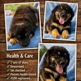 Green collar - Black tri male Miniature Australian Shepherd puppy in 32046, Florida from River Hill Ranch