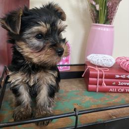 Andy - Gold male Yorkshire Terrier puppy in Kennewick, Washington from Lisa’s Little Yorkies