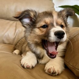 American Corgis and Pembroke Welsh Corgis from Corgi Craze Breeding & Therapeutic Services