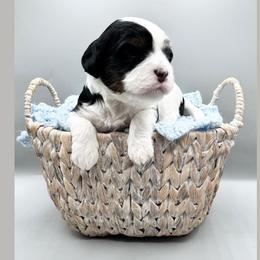 Tess - Tri-color female Cavapoo puppy in Awendaw, South Carolina from LierChonPoo