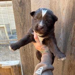 Boy 2 - Brown and white male Siberian Husky puppy in Iron River, Wisconsin from Wiemeri Siberians