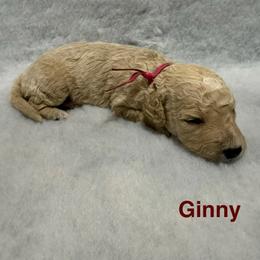 Ginny - Cream female Goldendoodle puppy in Conroe, Texas from Tails of Cypress