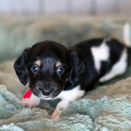 Red - Piebald male Dachshund puppy in Salado, Texas from DK's Dream Doxies