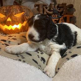 Bernedoodle, Cockapoo, and Goldendoodle Puppies from Avery Doodle Day LLC