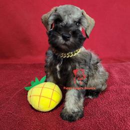 Rhett - Salt and pepper male Miniature Schnauzer puppy in Daphne, Alabama from Puppy Sugars Kennels