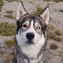 Kyra - Siberian Husky