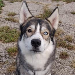 Kyra - Siberian Husky