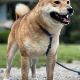 Shiba Inu from Morning Dew Shiba