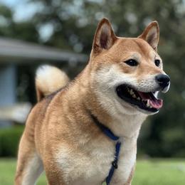 Shiba Inu from Morning Dew Shiba