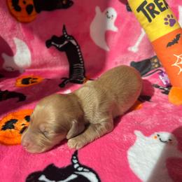 Barrel - Cream male Dachshund puppy in Yucaipa, California from Motorhead Dachshunds