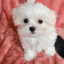 Sif - White female Maltese puppy in Piscataway, New Jersey from Norma T.'s Maltese