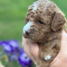 Lavender collar - Red female Cavapoo puppy in Mouth Of Wilson, Virginia from HoneyBunn Doodle Co.