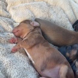 Margarita - Dapple female Dachshund puppy in Hillsdale, Michigan from Chappell Stables