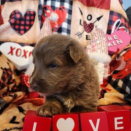 Mills - Isabella male German Shepherd puppy in Los Lunas, New Mexico from Mali's German Shepherds LLC