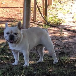 Ike - French Bulldog