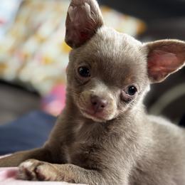 Chihuahua Puppies from Cloud9 Chihuahuas