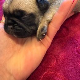 Ozzy - Fawn male Pug puppy in Milam, West Virginia from Vaubel Country Pugs