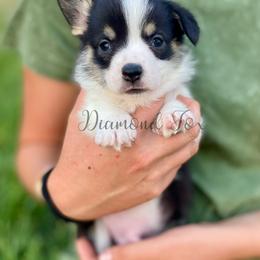 Atlas - Black and tan male Pembroke Welsh Corgi puppy in Weston, Idaho from Diamond Fox Corgis