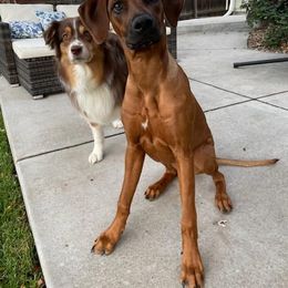 Rhodesian Ridgeback All Grown Up from Stoneridge Ridgebacks