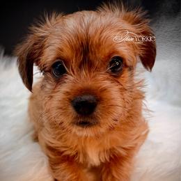 Golden boy - Chocolate and tan male Yorkshire Terrier puppy in Machesney Park, Illinois from Three Yorkie Family