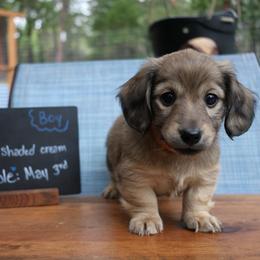 Toto (Orange collar) - Cream male Dachshund puppy in Prospect, Oregon from Spunky Sausage Pups