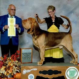 Bloodhound All Grown Up from Sherick's Bloodhounds