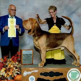 Bloodhound All Grown Up from Sherick's Bloodhounds