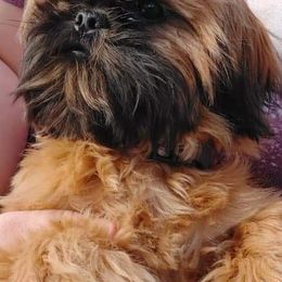 Shih Tzus and Shorkies from Rolling Meadows Shih tzus